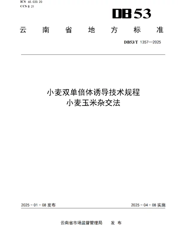 DB53T 1357-2025 小麦双单倍体诱导技术规程 小麦玉米杂交法