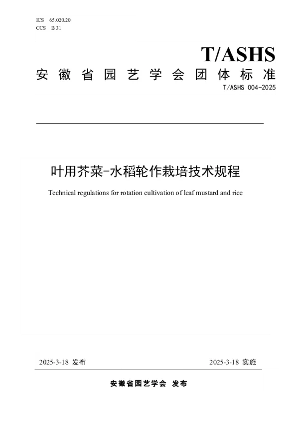 T_ASHS 004—2025_叶用芥菜-水稻轮作栽培技术规程
