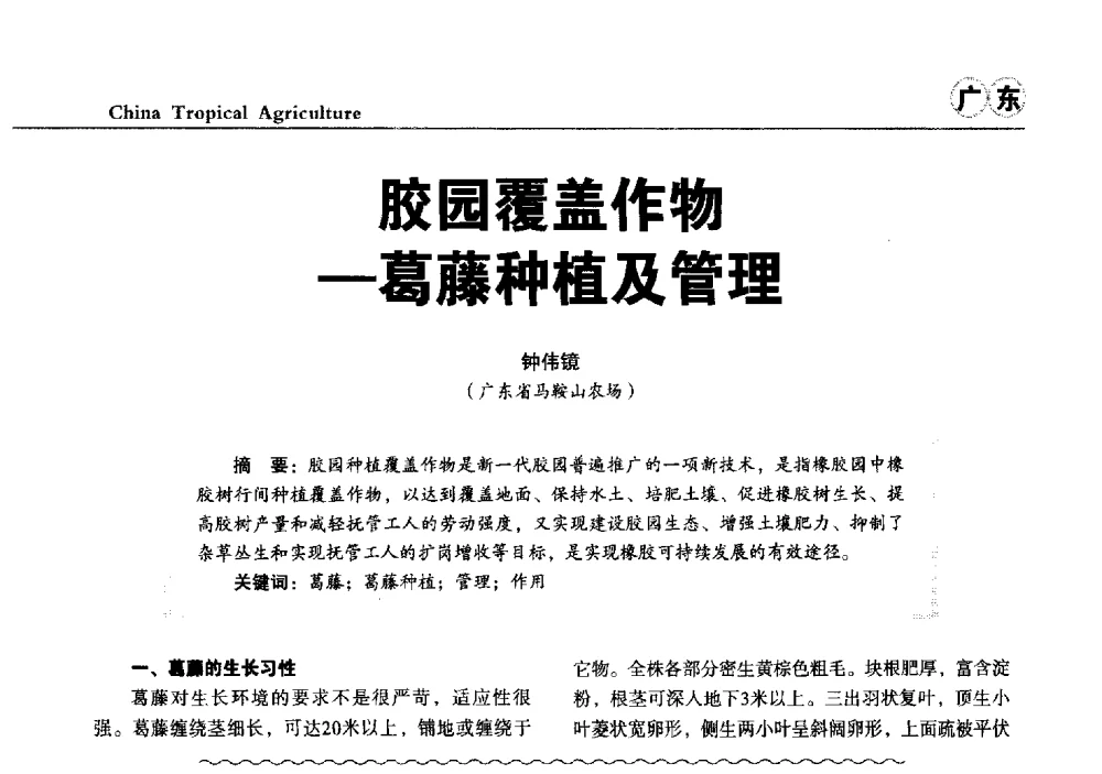 胶园覆盖作物-葛藤种植及管理 - 第三届中国天然橡胶发展大会